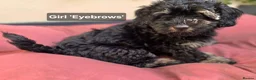 Mixed Breed dogs for sale: Cockapoo x Lhasa Apso Teddy Bear Puppies Ready Now - Advert 2