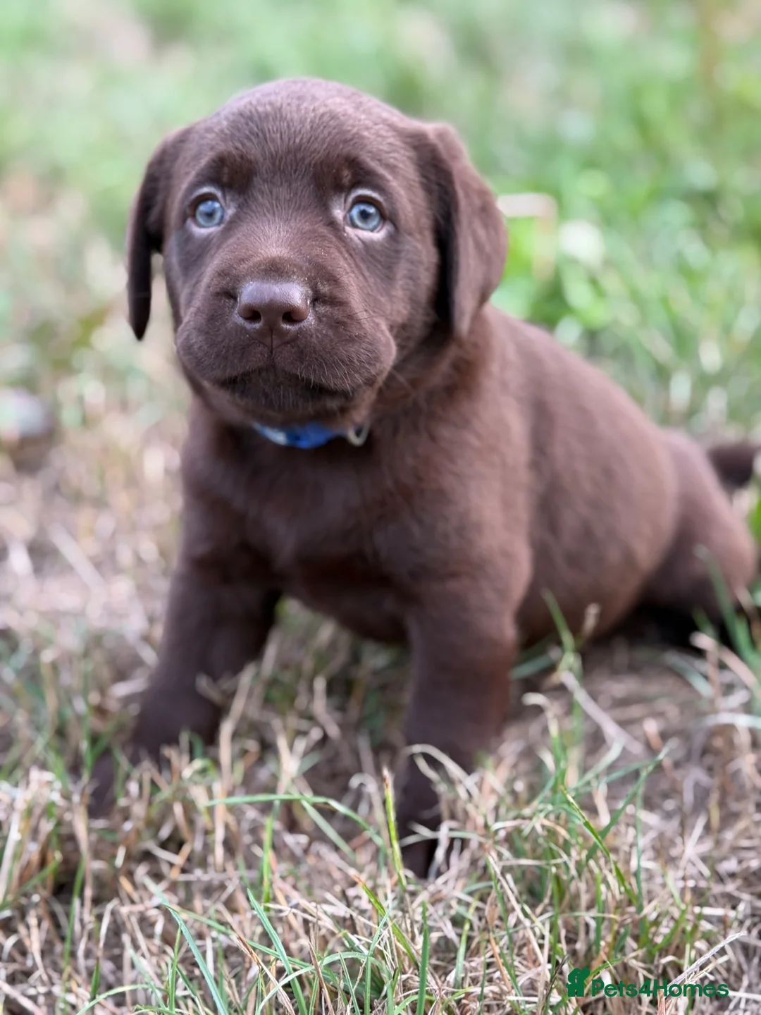 Labrador Retriever dogs for sale: Waiting list open Labrador puppies due next week  - Advert 2