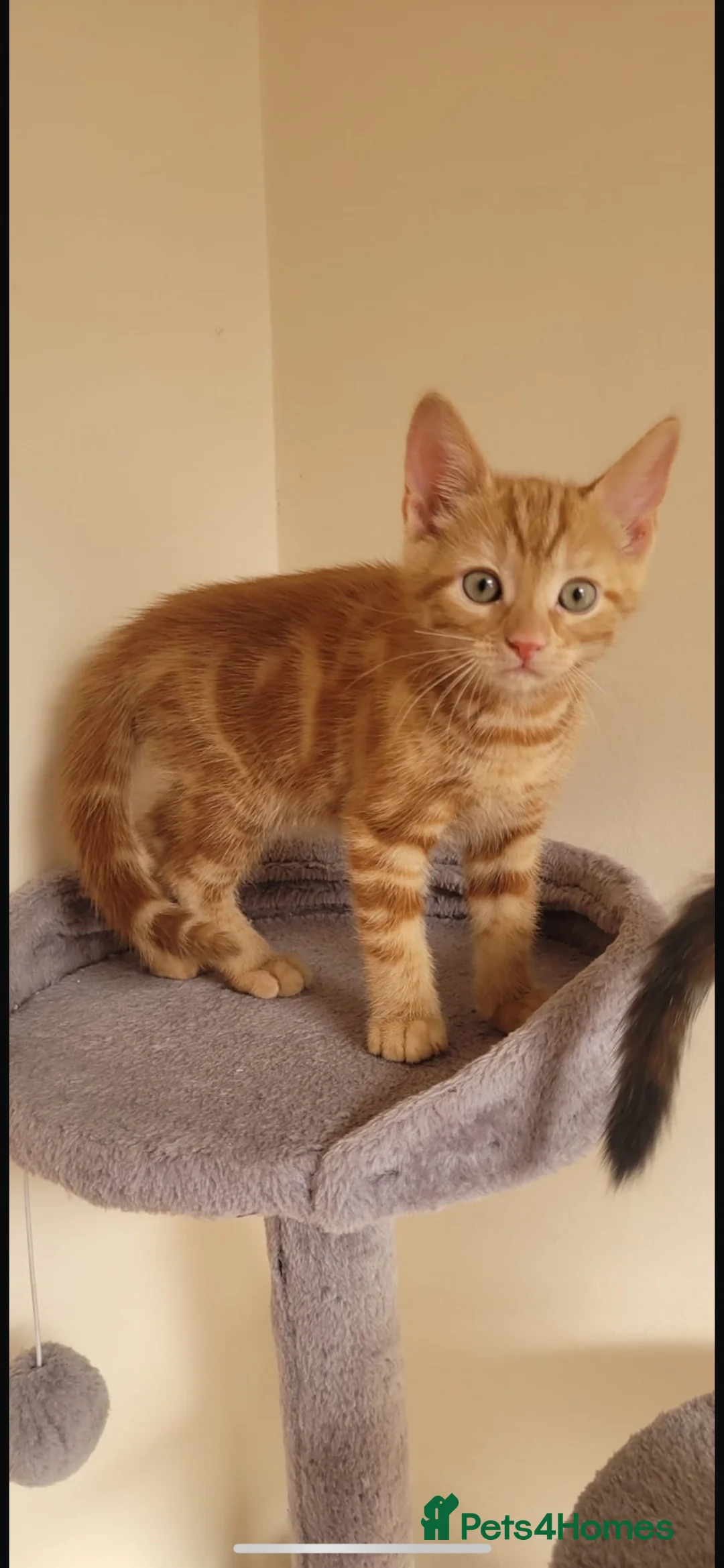 Mixed Breed cats for sale: boy kitten - Advert 1