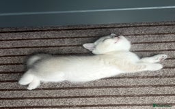 British Shorthair cats for sale: 4 Adorable Kittens are looking for new homes  - Image 10