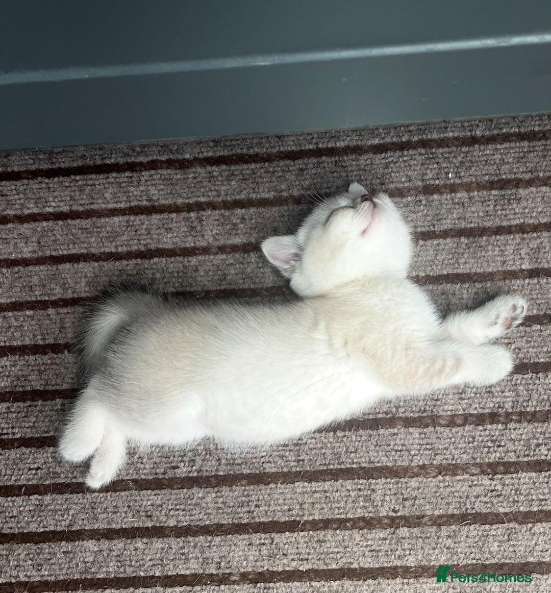 British Shorthair cats for sale: 4 Adorable Kittens are looking for new homes  - Image 10