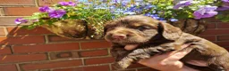 Cocker Spaniel dogs for sale: Cocker Spaniel Puppies  - Advert 10