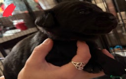Labrador Retriever dogs for sale: Stunning litter of pure bred black Labrador pups  - Image 28