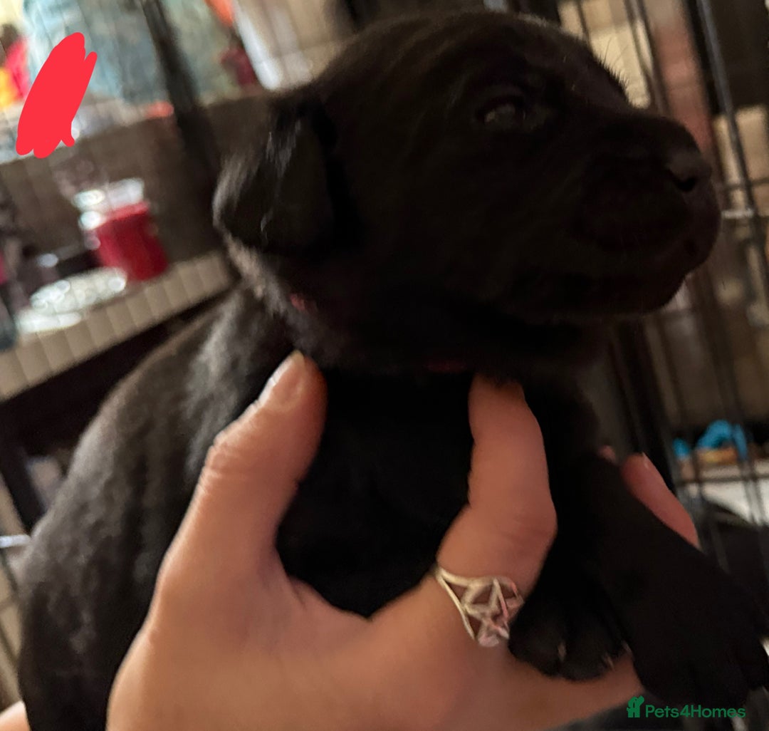 Labrador Retriever dogs for sale: Stunning litter of pure bred black Labrador pups  - Image 28
