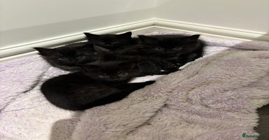 Mixed Breed cats - Advert 10