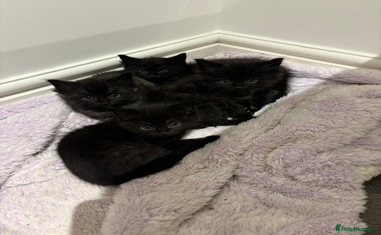 Mixed Breed cats - Advert 1