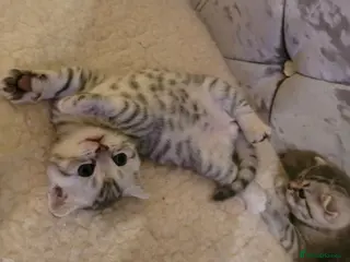 Scottish Fold cats Scottish fold/straight snow leopards - Advert 2