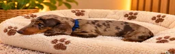 Miniature Dachshund dogs for sale: Miniature Dachshund Puppies  - Advert 23