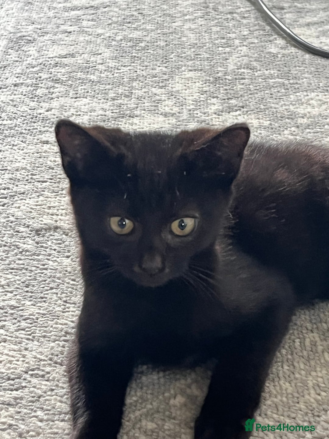 Mixed Breed cats for sale: 16 week old rescue kitten (male) - Image 6