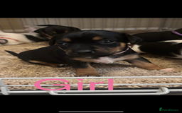 Jack Russell dogs for sale: Miniature jack Russell puppies  in Ashford - Image 4