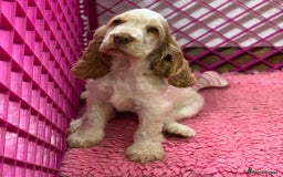 Cocker Spaniel dogs for sale: 5* LICENSED READY KC SHOW H/TESTED PUPPIES  - Image 10