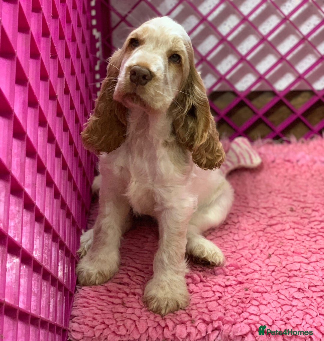Cocker Spaniel dogs for sale: 5* LICENSED READY KC SHOW H/TESTED PUPPIES  - Image 10