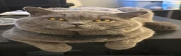 British Shorthair cats for sale: Exceptional GCCF Cream British Shorthair Kittens ✨ - Advert 5