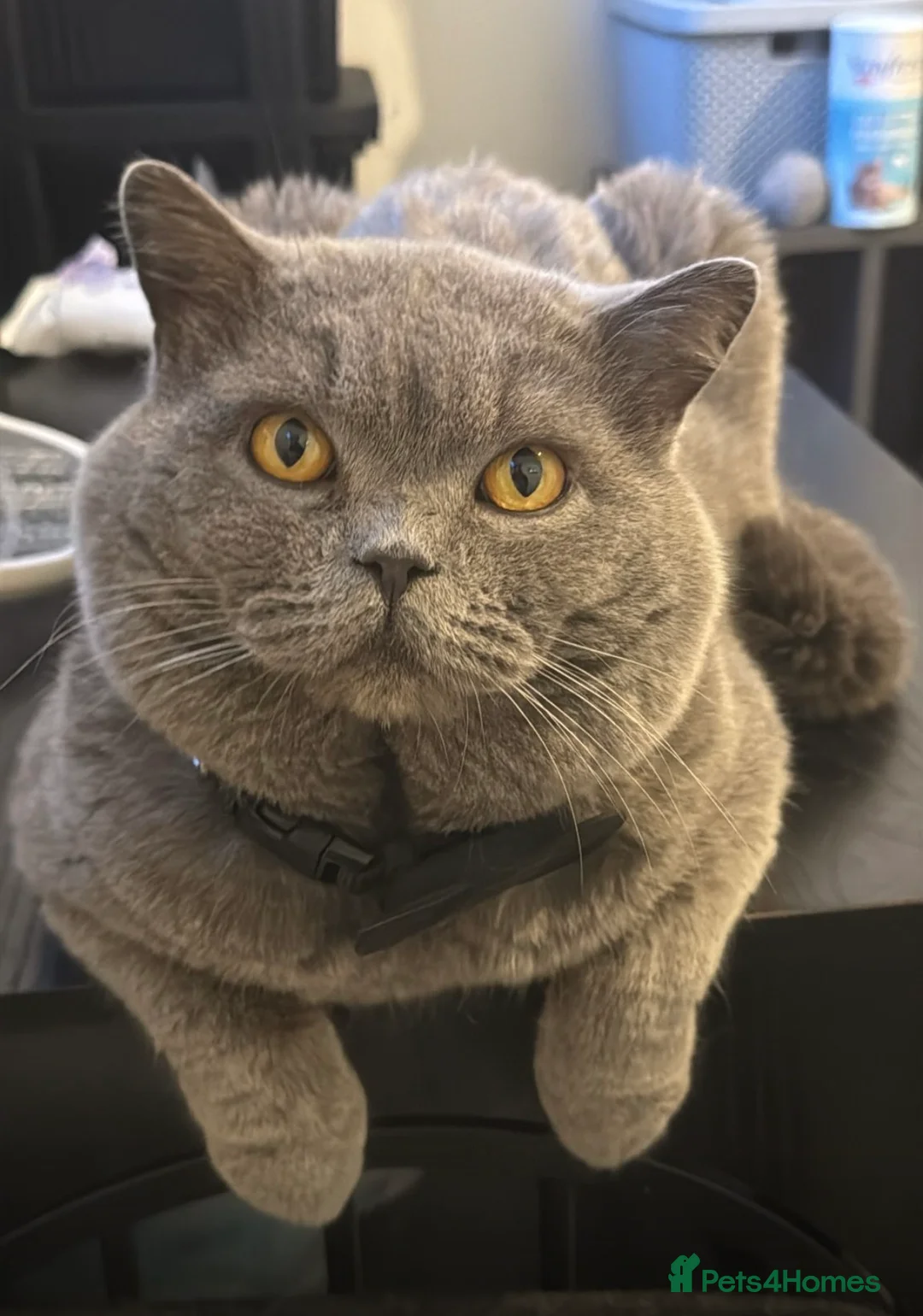 British Shorthair cats for sale: Exceptional GCCF Cream British Shorthair Kittens ✨ - Advert 5