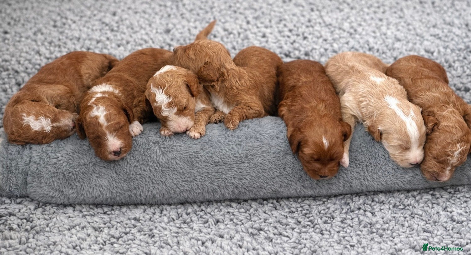 Australian Labradoodle dogs Australian Labradoodle Puppies - Advert 1