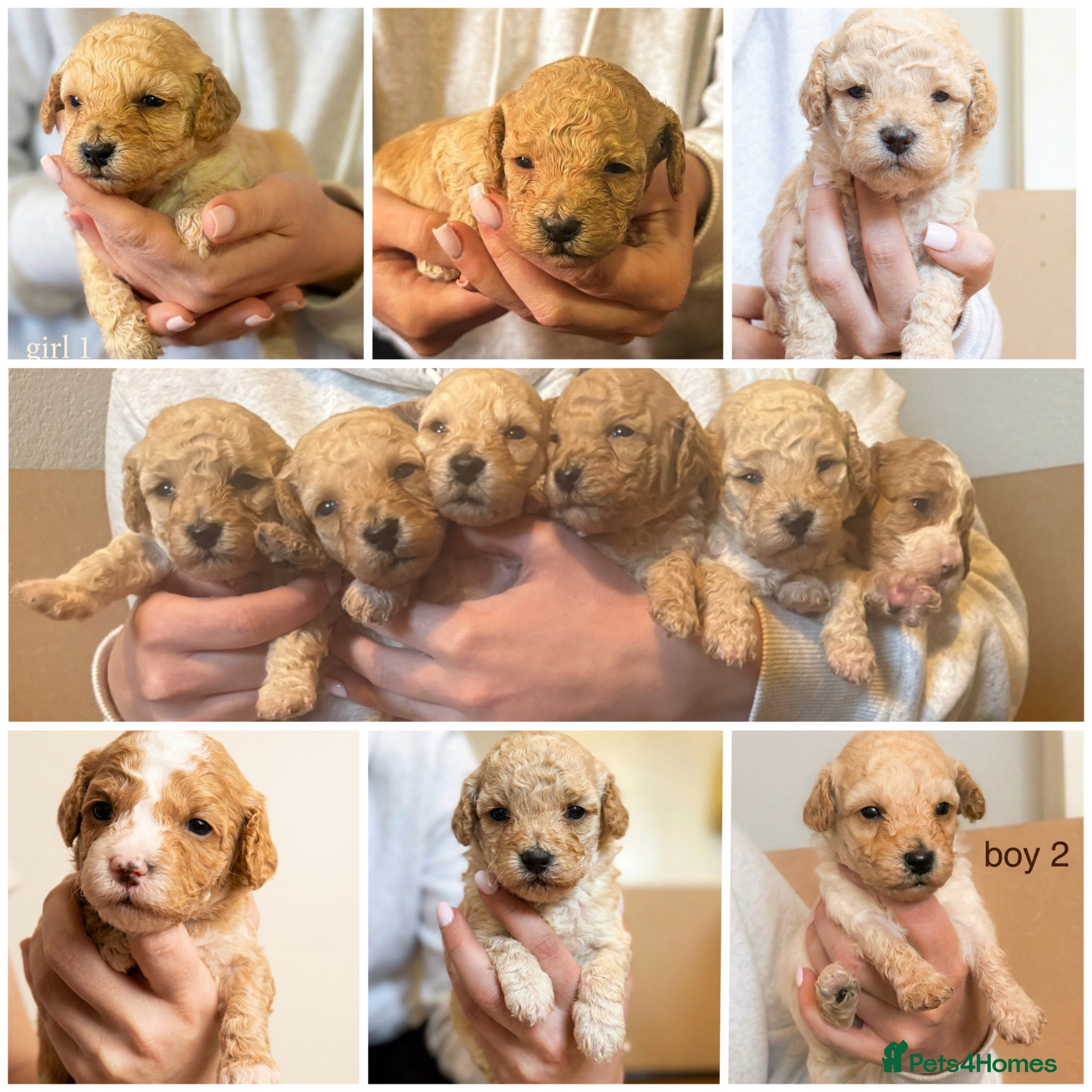 Cavapoochon dogs F1B Cavapoochon Puppies - Advert 8