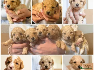 Cavapoochon dogs F1B Cavapoochon Puppies - Advert 11