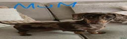 Miniature Dachshund dogs for sale: KC registered Mini Dachshund - Advert 17