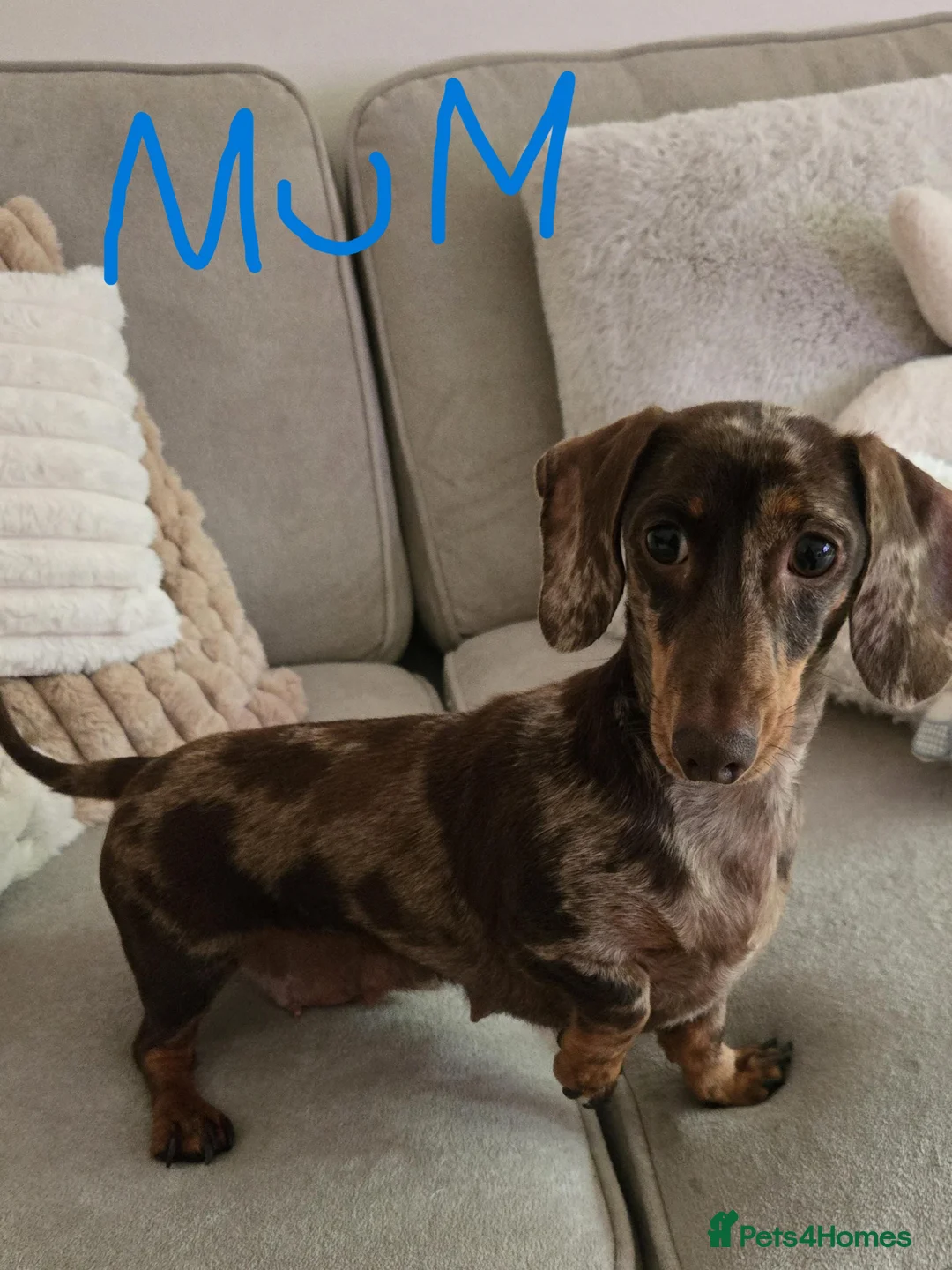 Miniature Dachshund dogs for sale: KC registered Mini Dachshund - Advert 17