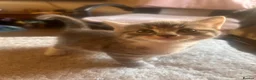 Mixed Breed cats for sale: Mixed bengal - Advert 9