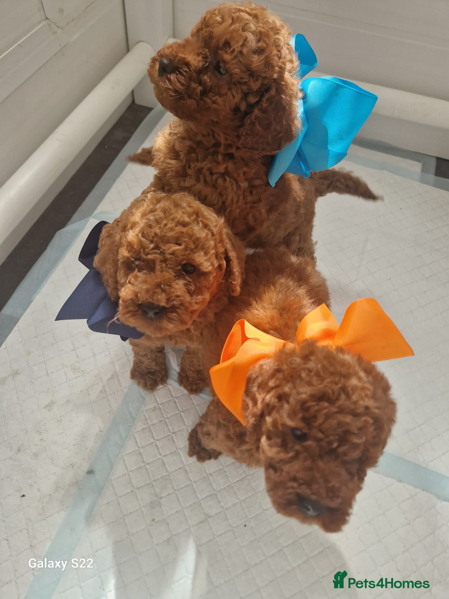 Miniature Poodle dogs for sale: Miniature  Poodle  in Wigan - Advert 4