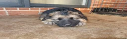 German Shepherd dogs for sale: German Shepherd Puppies - For sale in London - Advert 3