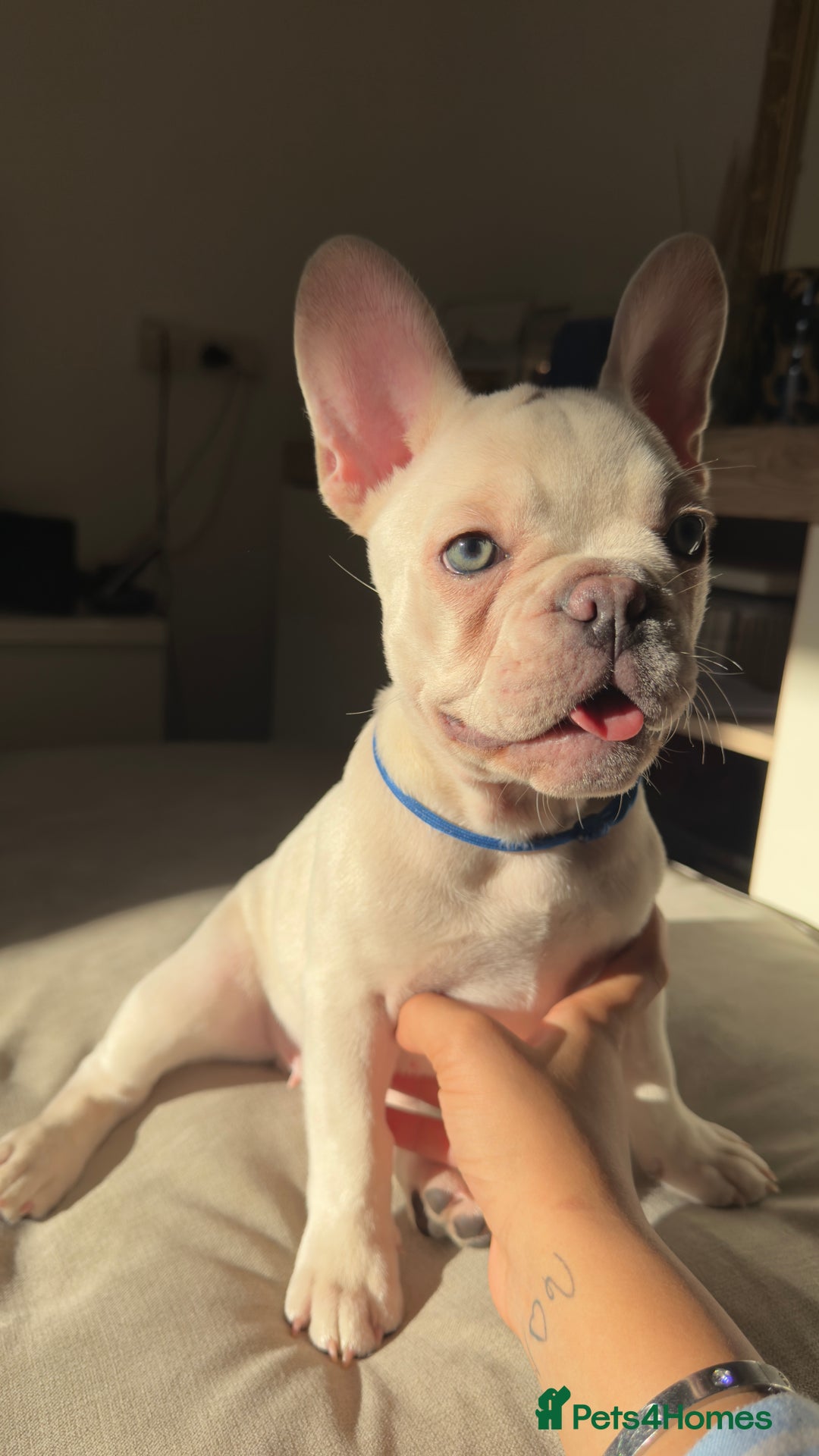 French Bulldog dogs for sale: French Bulldogs For Sale - Advert 4