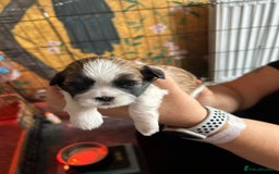 Malshi dogs for sale: Beautiful Shih tzu x Malshi puppies  - Image 4