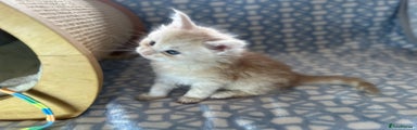 Maine Coon Kitten 2