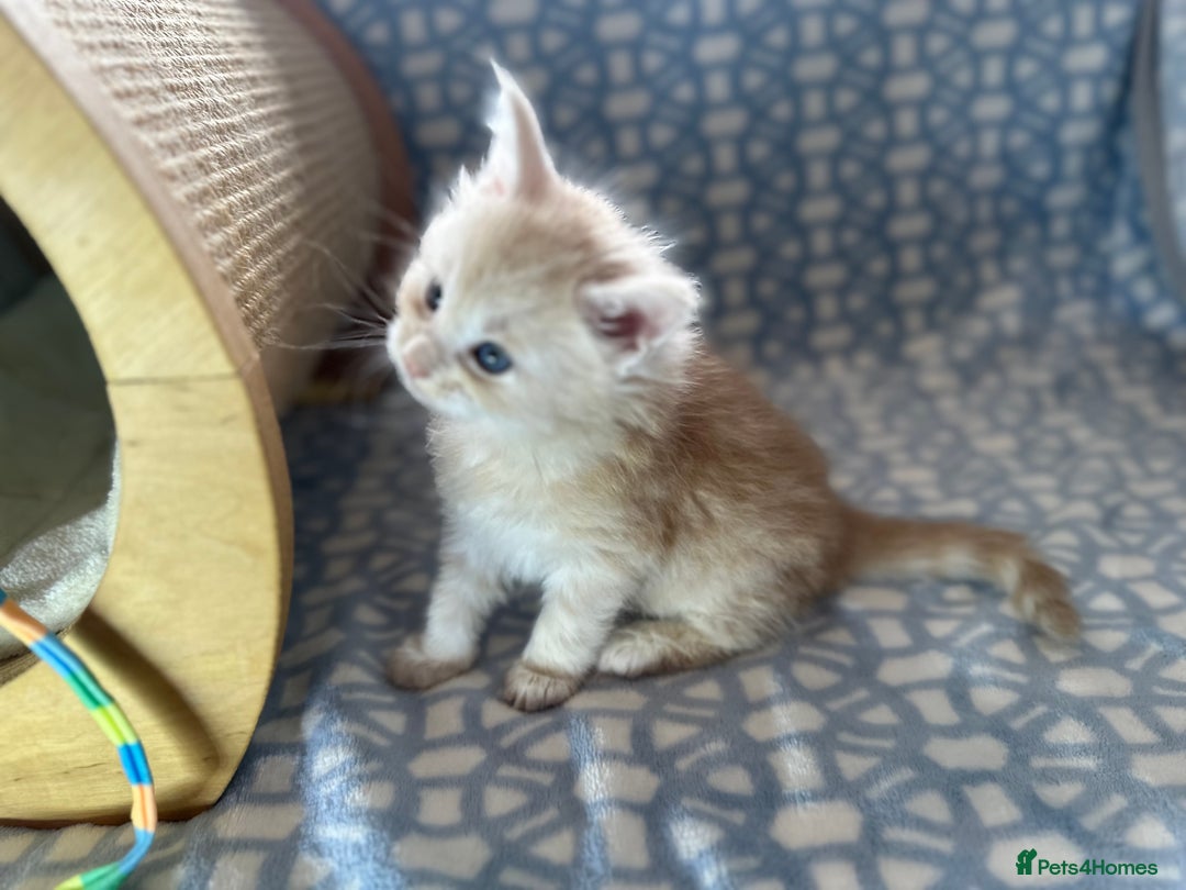Maine Coon cats for sale: A litter of 7 Beautiful Maine coon kittens - Advert 31