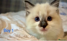 Ragdoll cats for sale: Pure Ragdoll Kittens - Image 2