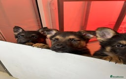 German Shepherd dogs for sale: Big beautiful big boned German Shepherd puppies - Image 7