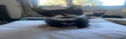 Mixed Breed cats for sale: black and white kittens  - Advert 3