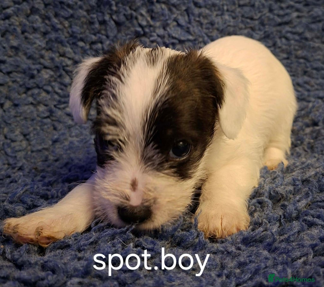 Jackapoo dogs for sale: JACKAPOO PUPPIES - Advert 14