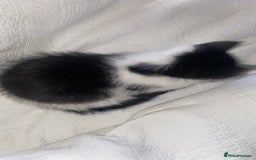 Mixed Breed cats for sale: Mixed breed ragdoll kittens  - Image 5