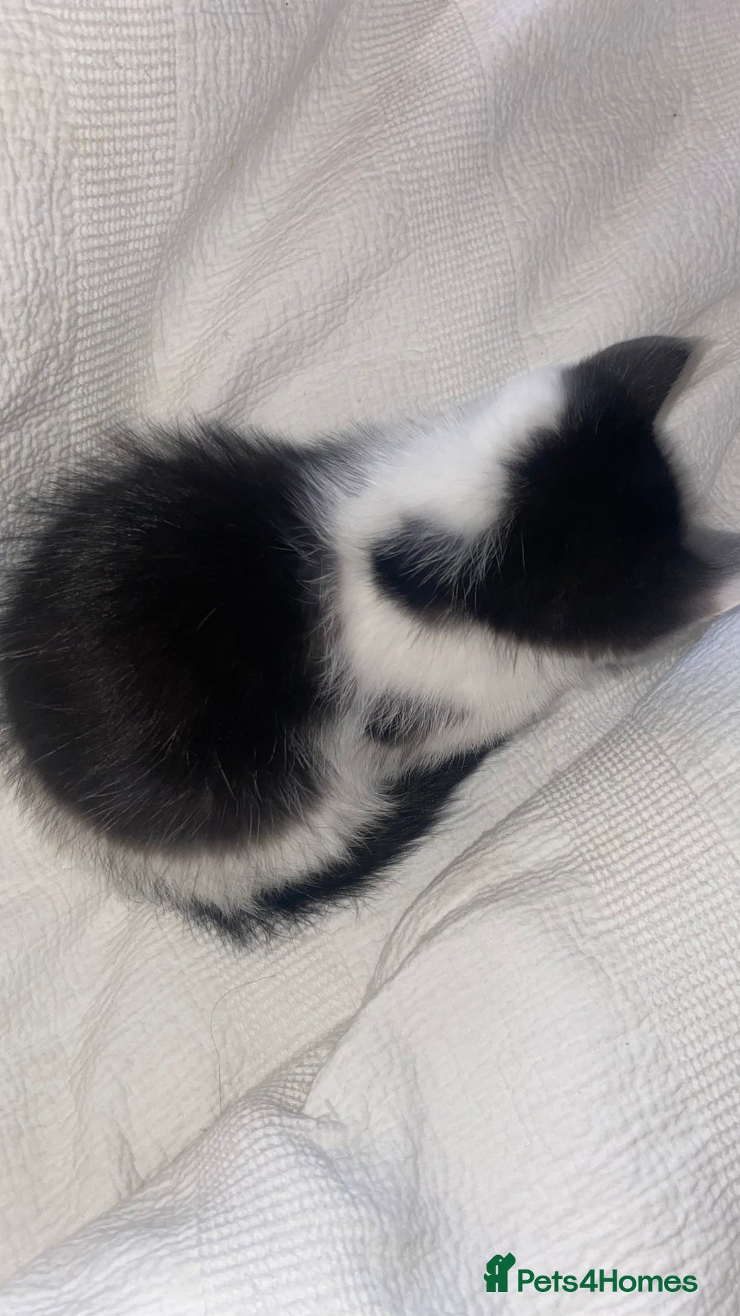 Mixed Breed cats for sale: Mixed breed ragdoll kittens  - Image 5