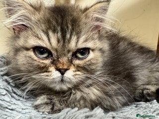 Persian cats Golden Shaded Persian Teddy Bear Boy £750Ready Now - Advert 7