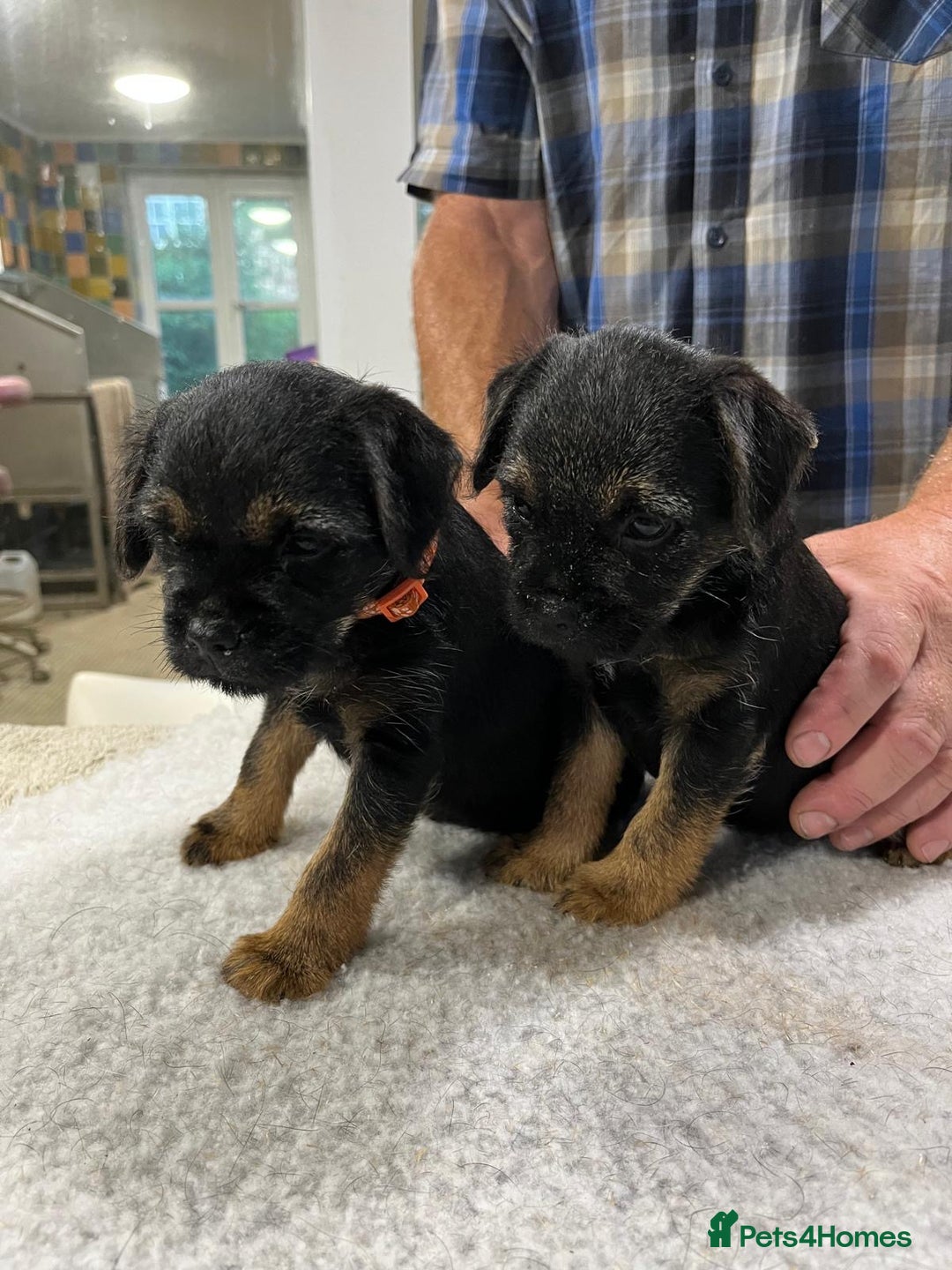Border Terrier dogs for sale: Beautiful border terrier pups for sale In Kent - Image 17