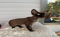 Devon Rex cats for sale: Chocolate Devon Female - Image 2