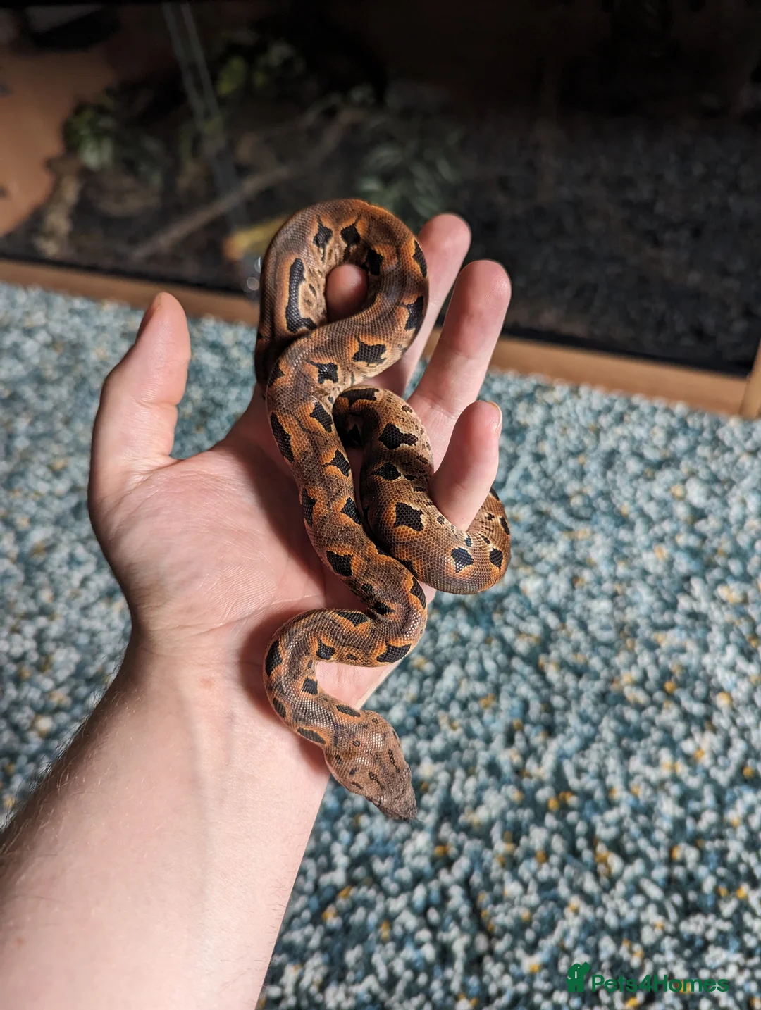 Boa Snake reptiles for sale: Toliara Dumerils Boa and setup  - Advert 5