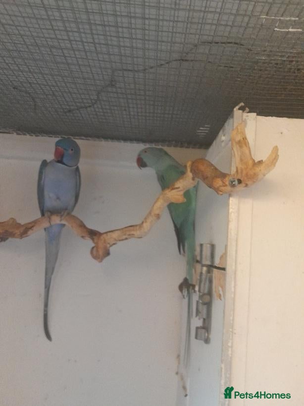 Ringnecks birds Breeding pairs of Indian ringnecks  - Advert 1