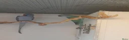 Ringnecks birds for sale: Breeding pairs of Indian ringnecks  - Advert 1