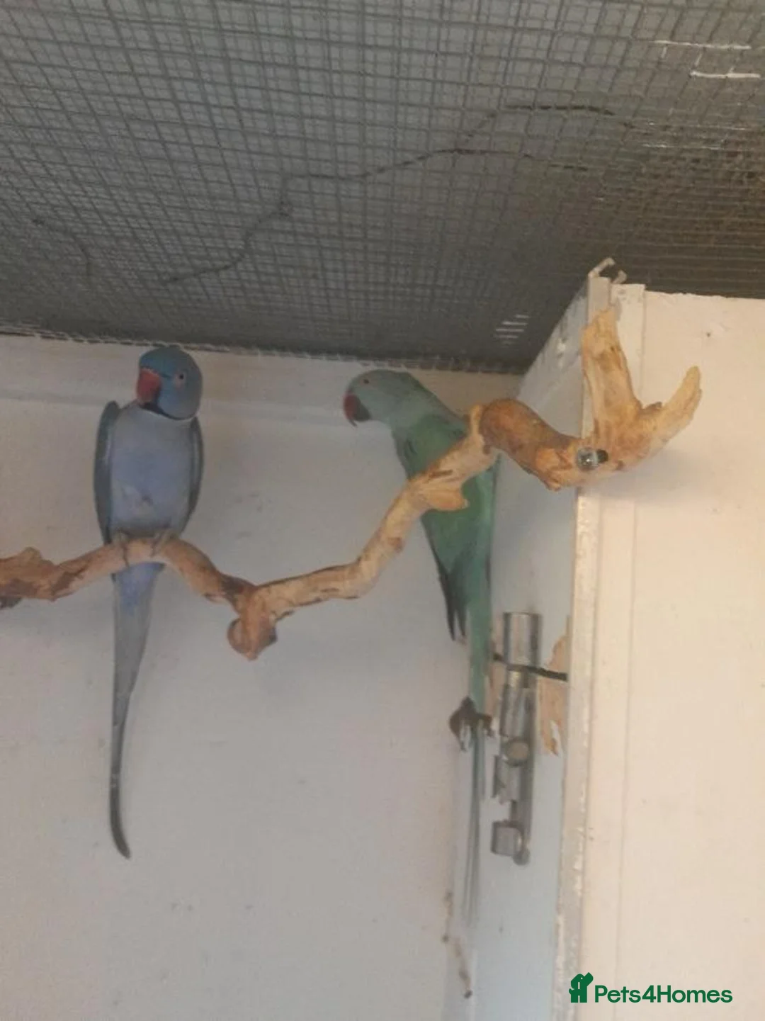 Ringnecks birds for sale: Breeding pairs of Indian ringnecks  - Advert 1