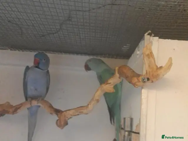 Ringnecks birds Breeding pairs of Indian ringnecks - Advert 1
