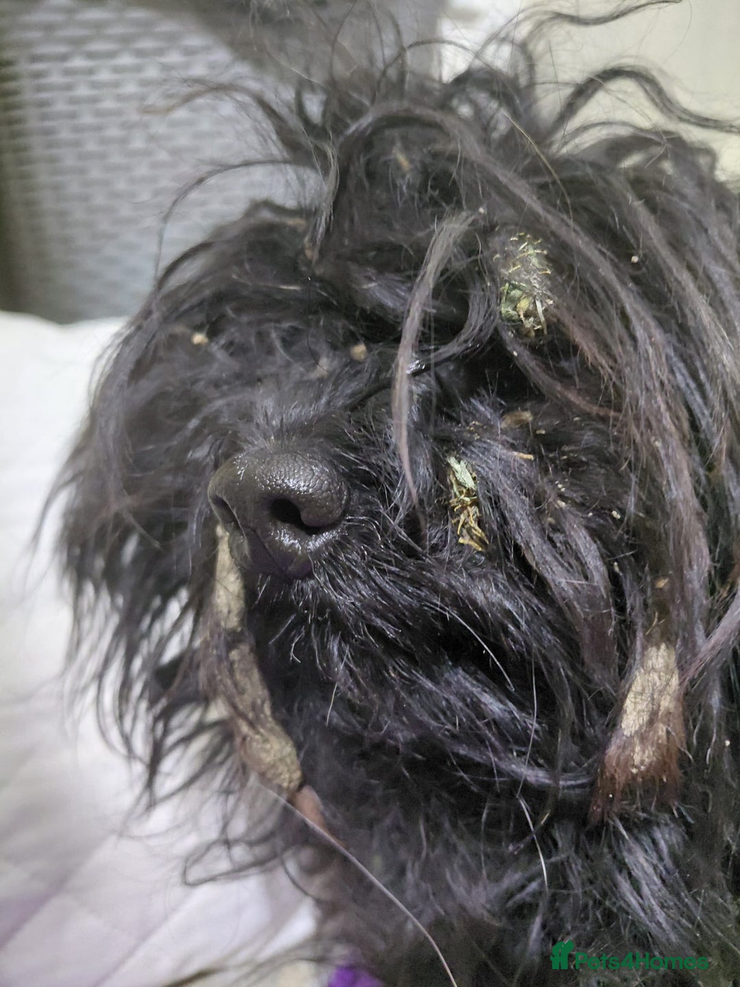 Mixed Breed dogs for adoption: 💛 BRINDY - A Sweet Little Black Velvet Girl 💛🐾 - Advert 17