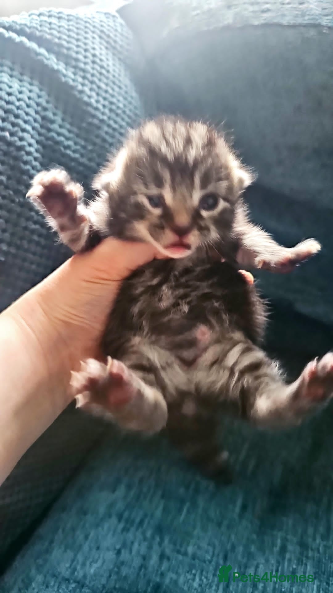 Domestic Shorthair cats for sale: Tabby and white kitten - Advert 2