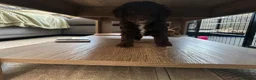 Cockapoo dogs for sale: 🤎 Chocolate Cockapoo’s 🤎 Health Tested 🤎 - Advert 17