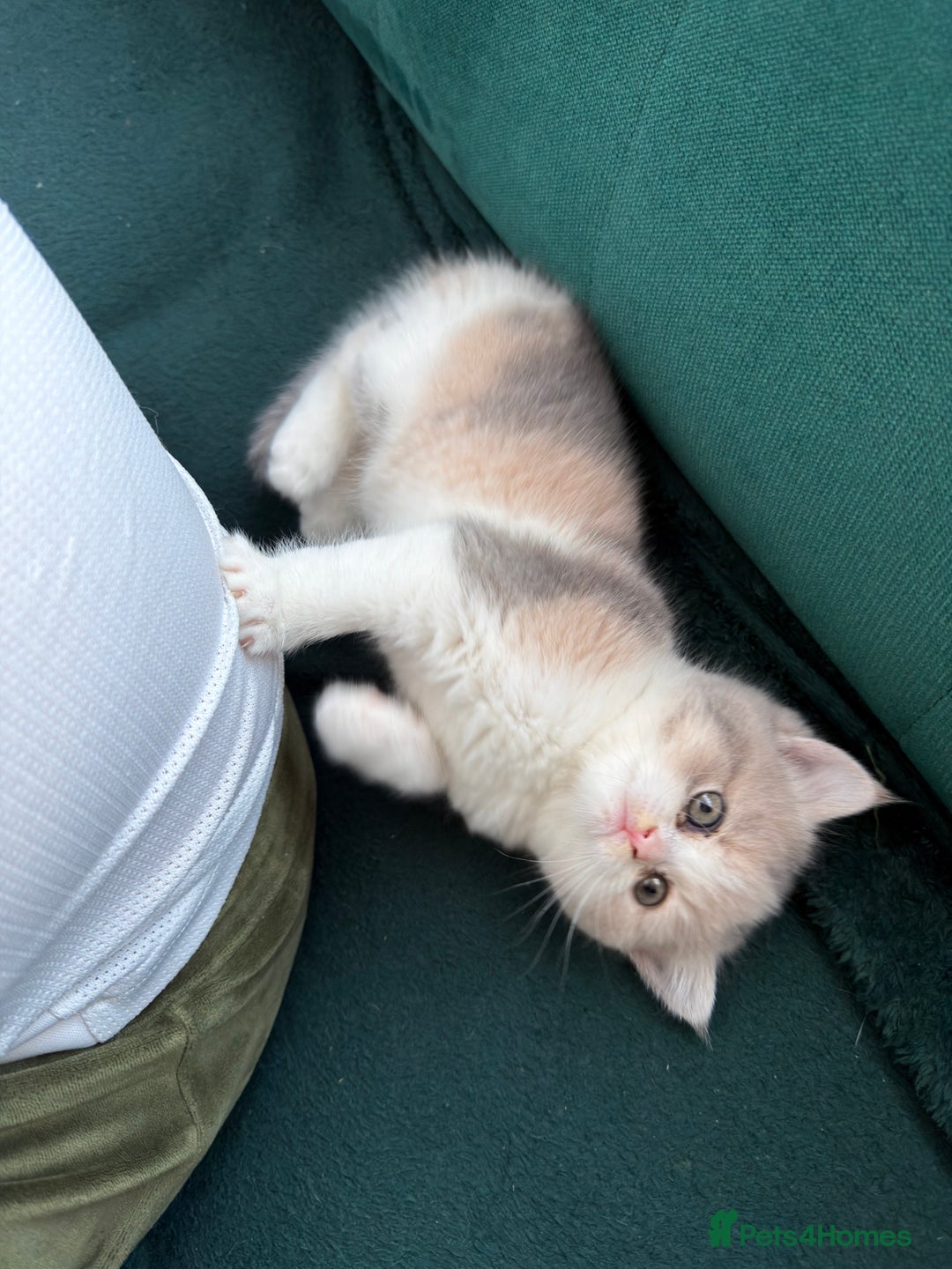 British Shorthair cats for sale: British long-haired and short-haired cats - Advert 5