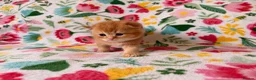 Scottish Fold cats for sale: Beautiful pedigree Scottish fold kittens - Advert 21