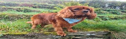 Cavalier King Charles Spaniel dogs for stud: Amazing fully D.N.A! & B.V.A heart & eye clear boy in Cardiff - Advert 6
